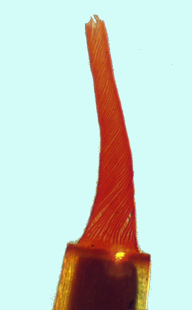 Barbula unguiculata